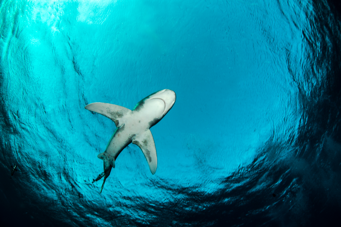 VERIFY: Are There Sharks Swimming The Chesapeake Bay? | Wusa9.com